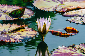 Purple water lily and lily pads at botanical gardens, New Orleans - obrazy, fototapety, plakaty