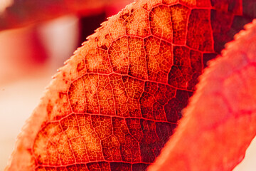 Red leaf macro shot with texture and serrated edge