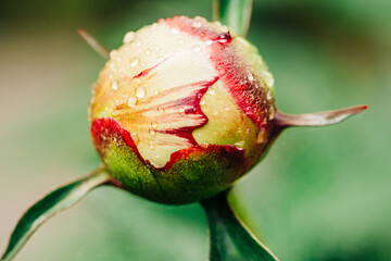 Macro photo of red and yellow peony flower bud with rain drops