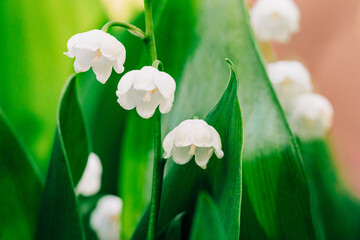 White bell shaped lily of the valley flowers