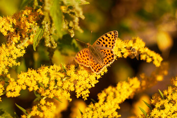 Butterfly Issoria lathonia, on yellow flower .
