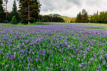 Blue camas fields at Packer Meadow in Lolo, Montana