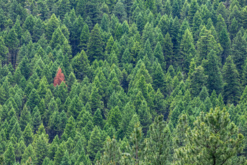 One red tree in the forest due to pine beetle damage