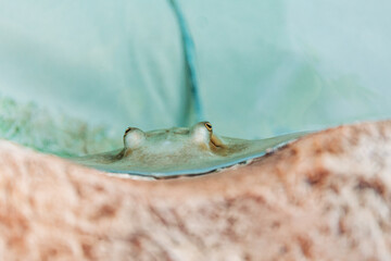 Friendly stingray at Cancun aquarium peering above the water