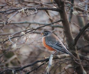 American robin perched on tree branch on spring day in Canada.