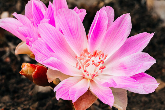 Fresh pink bitterroot wildflower blooms