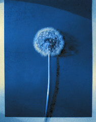 ai generative - a flat scan of a cyanotype of a flower with blue paper