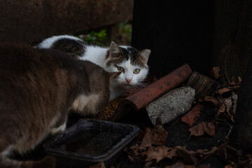 Two wild cats are eating