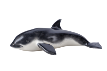 vaquita on isolated transparent background