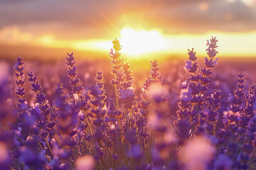 The sun sets over a fragrant field of lavender, casting a golden glow over the purple blossoms
