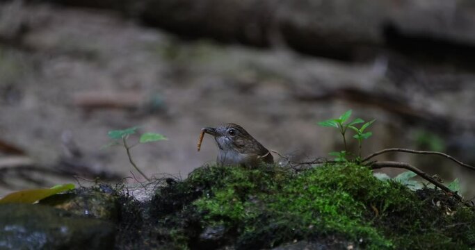 Seen behind a mossy rock calling and chirping then takes a worm to eat, Abbott's Babbler Malacocincla abbotti, Thailand