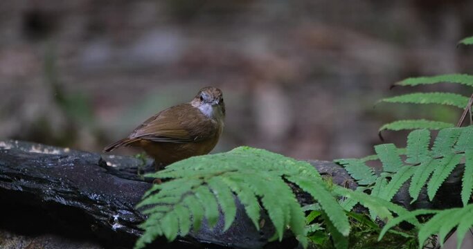 Seen on a log just behind some fern eating some worms, Abbott's Babbler Malacocincla abbotti, Thailand