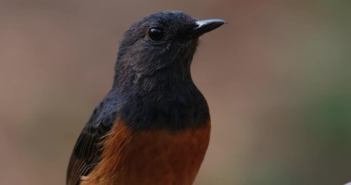 Facing left then front and right as a portrait shot taken in the forest as it came very close to the camera, White-rumped Shama Copsychus malabaricus, Thailand