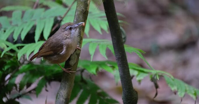 Perched sideways facing right chirping with food in its mouth, Abbott's Babbler Malacocincla abbotti, Thailand