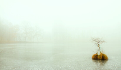 Lone tree in mist covered lake.