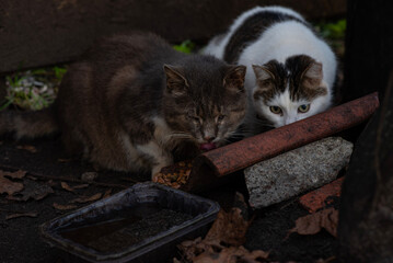 Two wild cats are eating