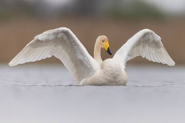 Whooper swan © Huerto