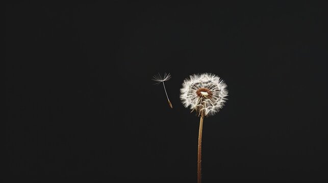 A minimalist composition featuring a solitary dandelion standing tall against a stark black background, its seed suspended in the air, Plenty of copy space, real photo, stock photography generative ai