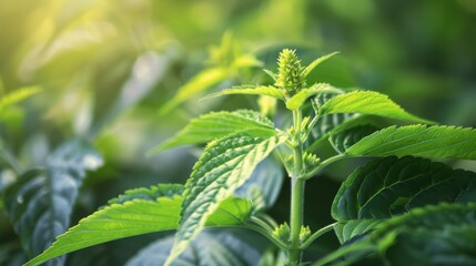 Fototapeta premium Close Up of a Green Plant With Leaves