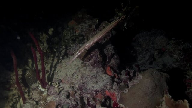 Tracking trumpet fish in the dark waters of the Caribbean Sea