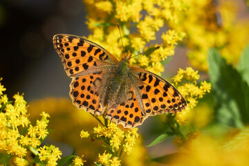 Butterfly Issoria lathonia, on yellow flower .