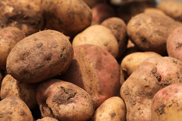 Photograph of a group of freshly harvested potatoes. Concept of food.