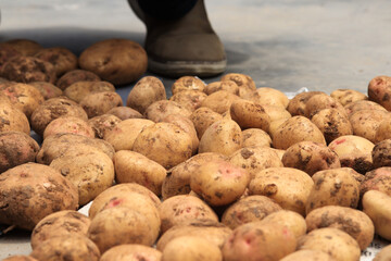 Photograph of a group of freshly harvested potatoes. Concept of food.