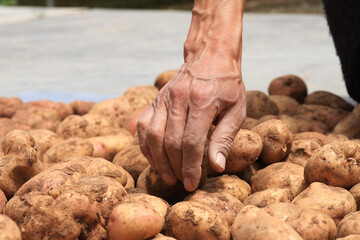 Photograph of hands of unknown person picking freshly harvested potatoes. Concept of food.