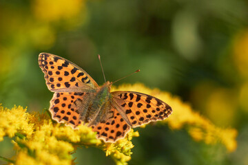 Butterfly Issoria lathonia, on yellow flower .
