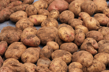 Photograph of a group of freshly harvested potatoes. Concept of food.