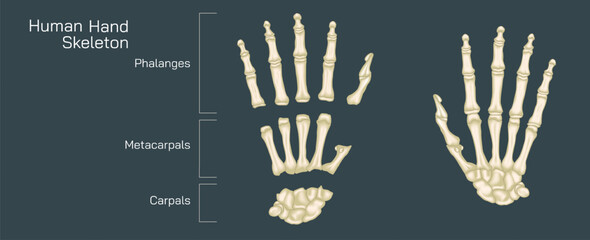 The human hand skeleton comprises multiple bones that provide structure and support to the hand. human hand bones vector illustration.