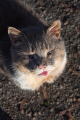 A wild old cat looks up