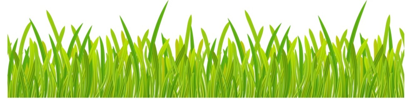 green grass on transparent, png. Spring background. Design for banners, greeting cards, spring sales. illustration