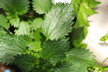 Photograph of nettle plant leaf. Concept of plants and flowers.