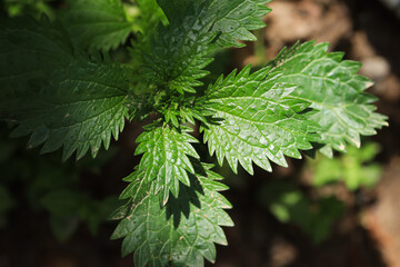 Photograph of nettle plant leaf. Concept of plants and flowers.