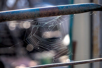 The spider web with sunlight on metal frame