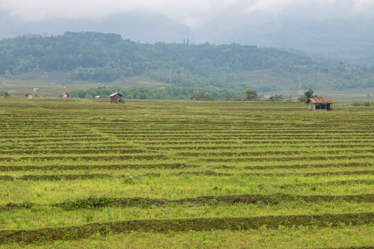 Rice paddy fields after rice harvest, in Kangpokpi District,manipur, India, Asia