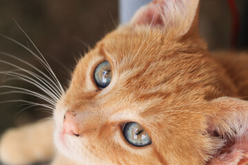 Photograph of attentive look of orange puppy cat.
