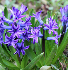 Fototapeta premium Hyacinths are blooming in the garden