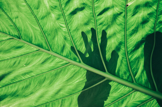 Green leaf with the silhouette of a hand.