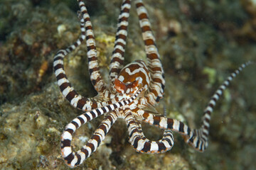 A Wunderpus octopus, Wunderpus photogenicus, swims across a coral reef in Raja Ampat, Indonesia. The distinct color pattern of each individual is unique within this species. © ead72