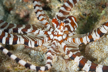 A Wunderpus octopus, Wunderpus photogenicus, crawls across a sandy seafloor in Raja Ampat,...