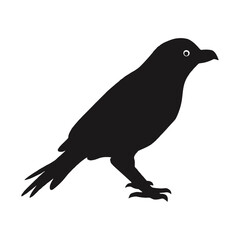 Fototapeta premium Bird training Silhouette