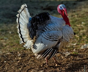 The North-Eastern Caucasus. Russia. A domestic turkey is walking around the village yard showing a little dissatisfaction.