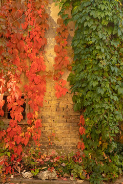 ivy growing on old building