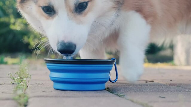 Pembroke Welsh Corgi puppy drinks from a collapsible silicone hiking bowl. A walk on a sunny day in a city park. Happy little dog. Care concept, animal life
