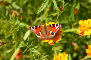 Peacock butterfly on an orange marigold flower.
