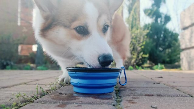 Pembroke Welsh Corgi puppy drinks from a collapsible silicone hiking bowl. A walk on a sunny day in a city park. Happy little dog. Care concept, animal life
