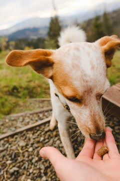 The dog eats food from the hand.