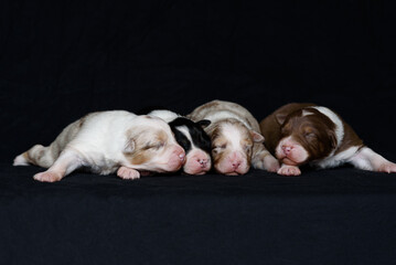 four Australian Shepherd newborn puppies lying and sleeping, closed eyes, black background